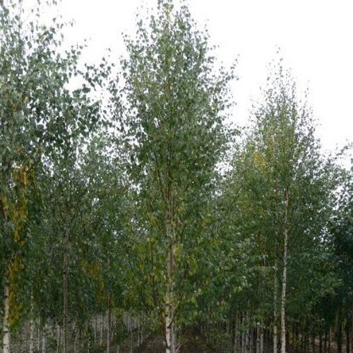 Zuil berk (Betula pendula ‘Zwitsers Glorie')